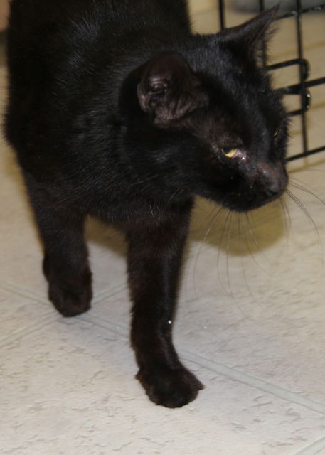 Monroe-Adopted!
