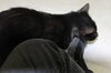 Monroe-Adopted!