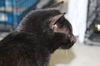 Monroe-Adopted!