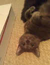 Misty