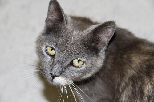 Mya- Adopted!
