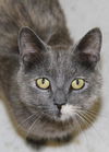 Mya- Adopted!