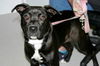 Ava-Adopted