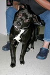 Ava-Adopted