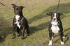 Ava-Adopted
