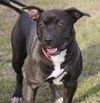 Ava-Adopted