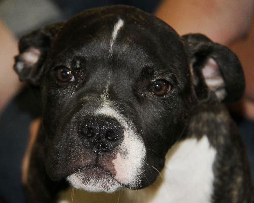 Mr. Pibb-Adopted