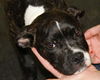 Mr. Pibb-Adopted
