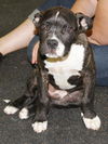 Mr. Pibb-Adopted