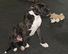 Mr. Pibb-Adopted