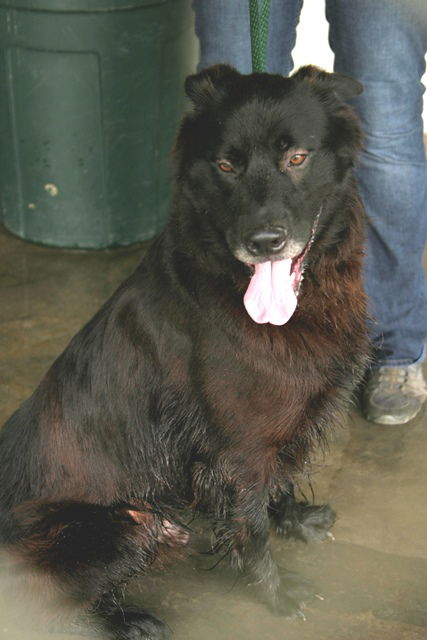 Clifford - Adopted