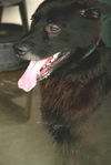 Clifford - Adopted