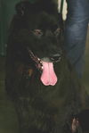 Clifford - Adopted