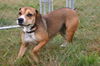 Chloe- Adopted