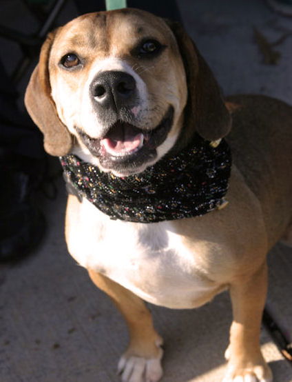 Chloe- Adopted