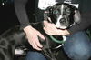 Cooper- Adopted