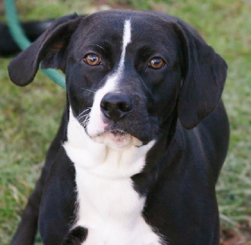 Cooper- Adopted