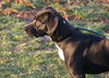 Cooper- Adopted