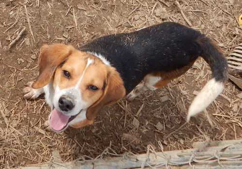Moose-Adopted