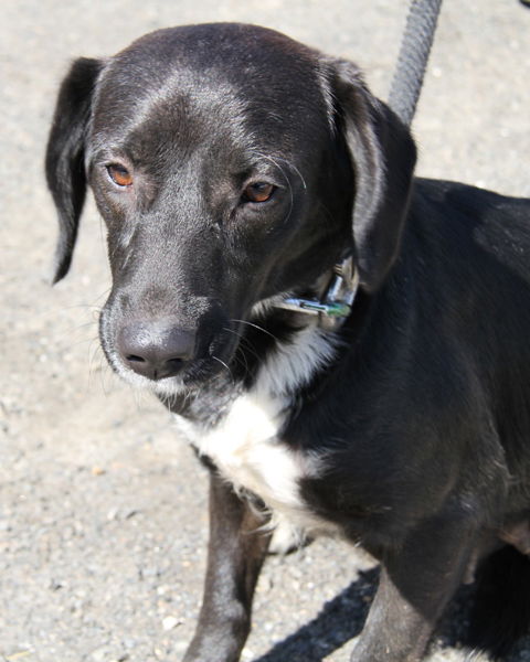 Moxie-Adopted