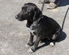 Moxie-Adopted