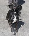 Moxie-Adopted
