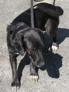 Moxie-Adopted