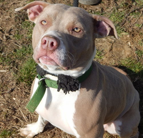 Coco-Adopted