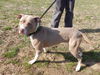 Coco-Adopted