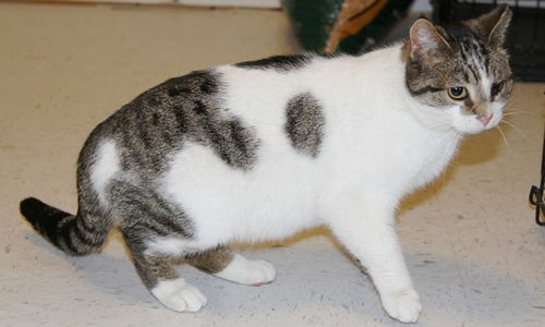 Mojoma-Adopted!