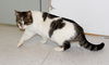Mojoma-Adopted!