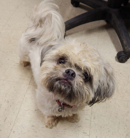 Mitsie-Adopted