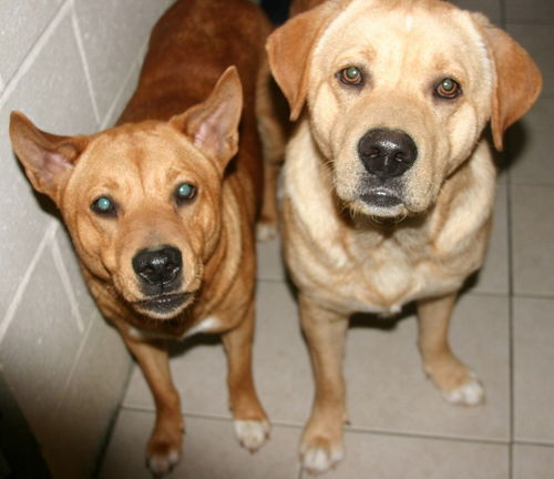Clyde-Adopted