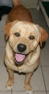 Clyde-Adopted