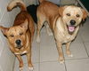 Clyde-Adopted