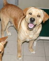 Clyde-Adopted