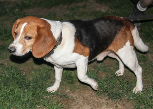 Chunkers-Adopted