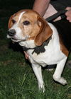 Chunkers-Adopted