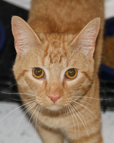 Clyde-Adopted!