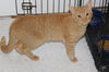 Clyde-Adopted!