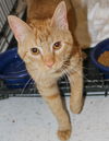 Clyde-Adopted!