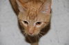 Clyde-Adopted!