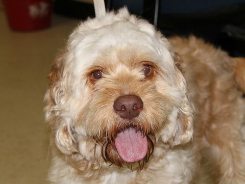 Mr. Beasly-Adopted