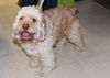 Mr. Beasly-Adopted
