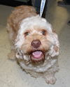 Mr. Beasly-Adopted