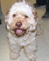 Mr. Beasly-Adopted