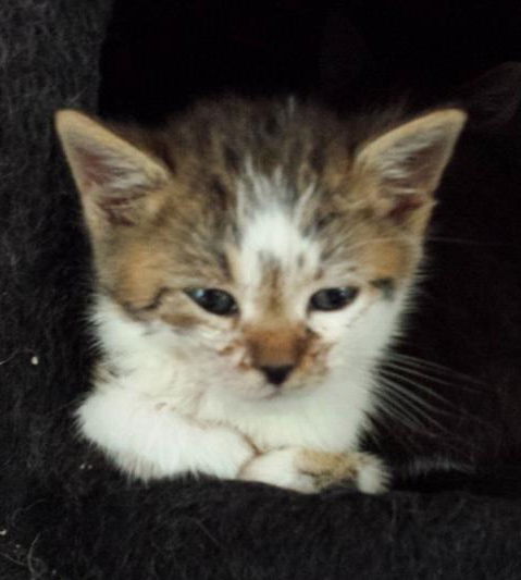 Cornelius-Adopted!