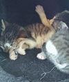 Cornelius-Adopted!