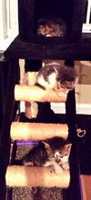 Cornelius-Adopted!