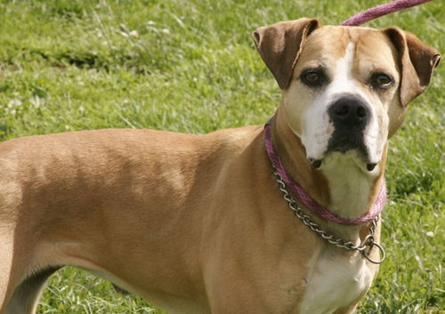 Cleo-Adopted